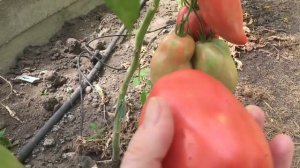 Томат "Минусинские стаканы" розовый