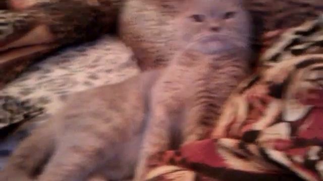 Скотиш-фолд сидит на попе смотреть онлайн
