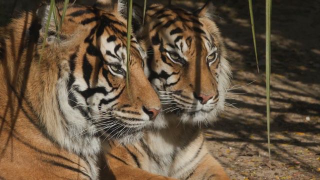 Eine Katzenmutter adoptiert ein Tigerjunges. Jahre später geschah das Unglaubliche! смотреть онлайн