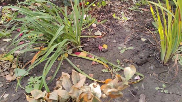 Когда обрезать многолетники осенью. смотреть онлайн