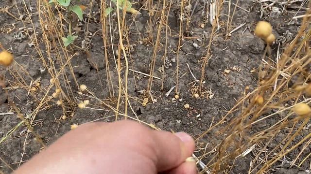 Увеличение влажность на льне.