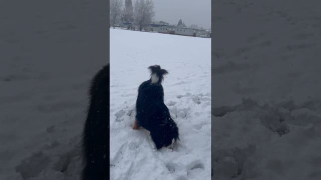 Muffin Playing смотреть онлайн