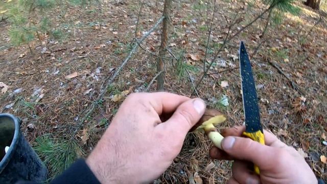 НОЯБРЬСКИЕ МАСЛЯТА И МОХОВИКИ ЕЩЕ РАДУЮТ ПОЛНЫМ ХОДОМ смотреть онлайн