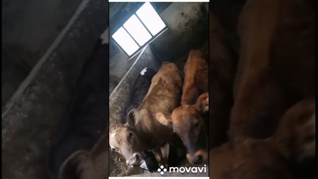 ??Вечернее кормления и дойка коров. ?