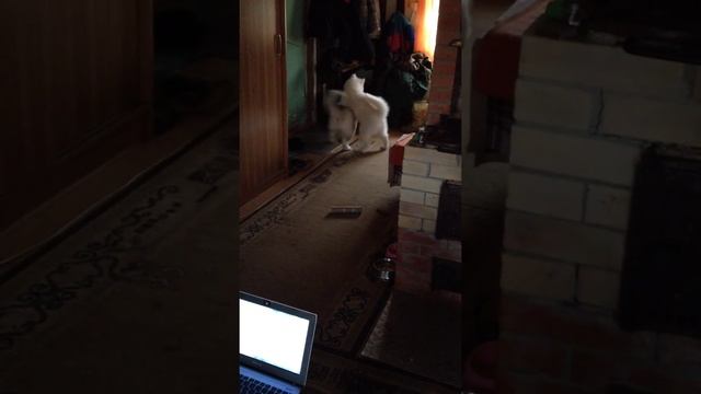 Белая хаски лает басом смотреть онлайн