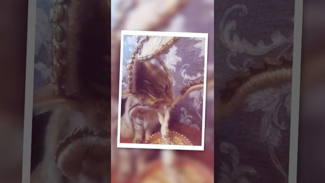 Денежное дерево и цветок на счастье своими руками. смотреть онлайн