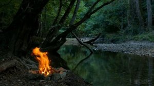 Когда сажать подсолнух в открытый грунт?