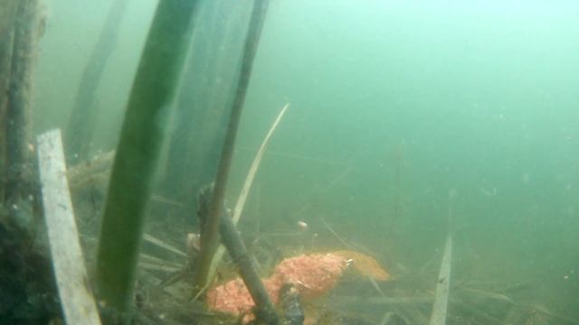 Огромные караси Реакция на Муку Креветки + Чеснок. Подводная Съемка смотреть онлайн