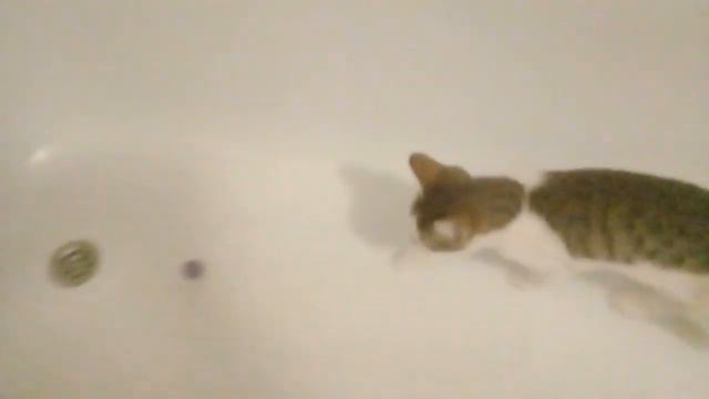 Мячик в зубы и вперёд смотреть онлайн