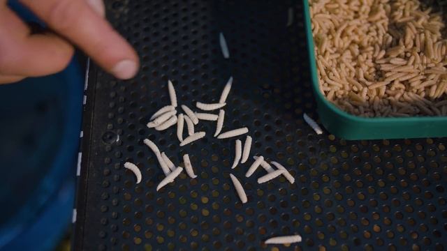 Успешные Уловы