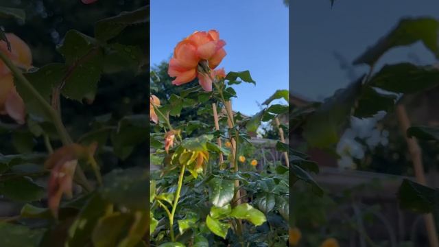 Capri от Тантау || Короткий обзор розы Капри || Роза Королева конца сезона || Штамб | Крупный цвето смотреть онлайн