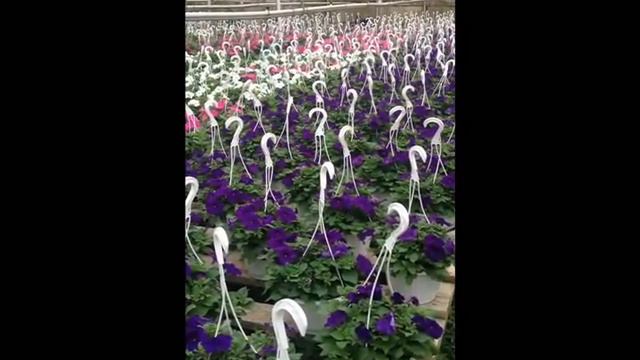 Purple Petunias.Bucks County, PA  Doylestown, PA Area: Orserlandscaping.com