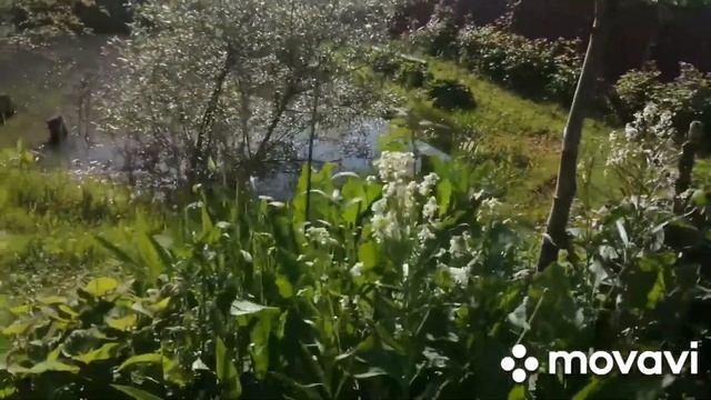 Хрен.. а цветёт и пахнет то как!!!! ОХРЕНИТЕЛЬНО!!! смотреть онлайн