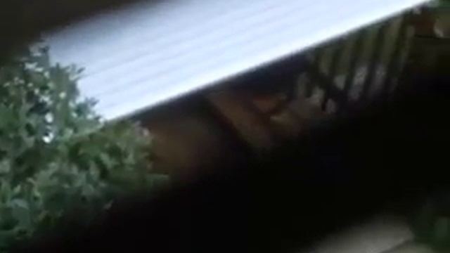 лай собаки 10