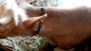 Результат, после обработки (дельцидом), коров от вшей.