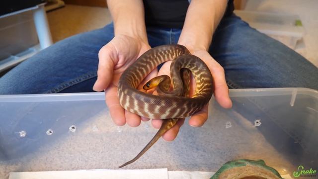 How to Tame an "Aggressive" Snake смотреть онлайн