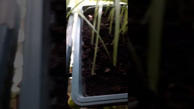 Гиппеаструм луковица продаю в Ростове или отправлю почтой смотреть онлайн