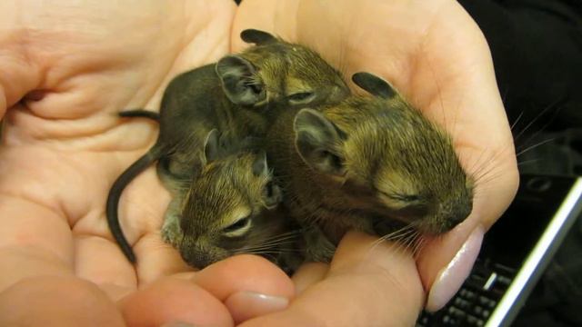 Внезапное прибавление...02 (The sudden addition of 02... Degu) смотреть онлайн