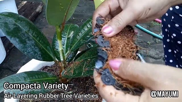 AIR-LAYERING MORE RUBBER TREE VARIETIES | MELANY | COMPACTA | BLACK PRINCE | MARCOTTING PROPAGATION смотреть онлайн