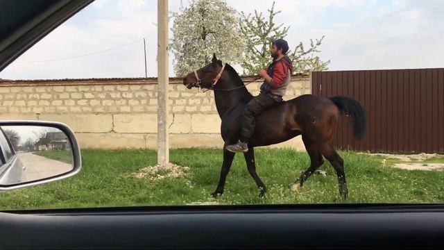 Арабо Кабардинский жеребец Баксан смотреть онлайн
