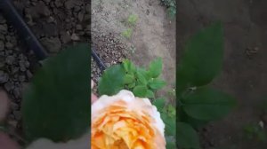 Роза Каралуна.