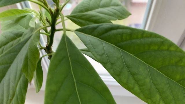 ОБРЕЗКА и прищипывание АВОКАДО / Как обрезать авокадо / ФОРМИРОВАНИЕ и прищипка авокадо