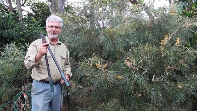 How to Prune Grevilleas - Part 1 смотреть онлайн