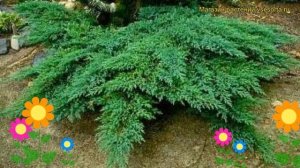 Можжевельник казацкий Рокери джем. Краткий обзор, описание juniperus sabina Rockery Gem