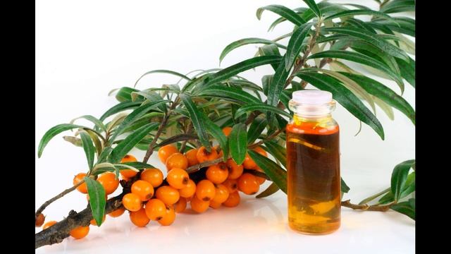 ОБЛЕПИХА. ТАКОГО ВЫ ЕЩЁ О НЕЙ НЕ ЗНАЛИ! ВСЯ ПОЛЬЗА И ВРЕД В ОДНОМ ВИДЕО смотреть онлайн