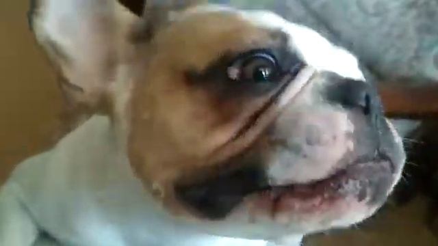 Бульдог ест вкусняшку смотреть онлайн