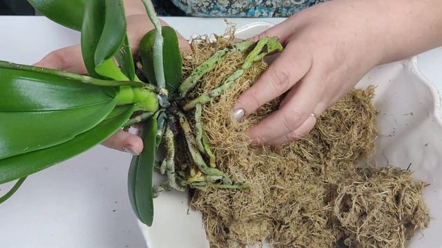 Как сделать кокедаму . Kokekdama . смотреть онлайн