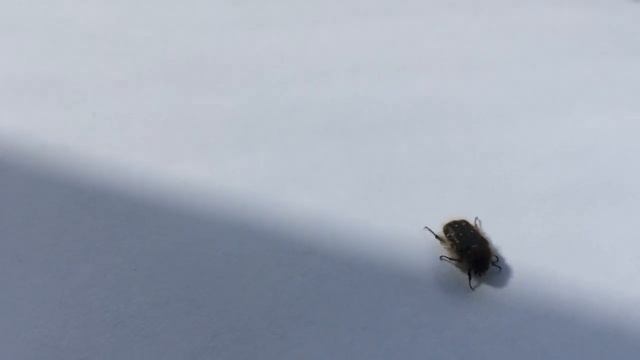 Вредитель Уже в саду"Аленка Мохнатая" смотреть онлайн