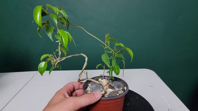 Ficus Benjamina Bonsai - Experiments, Style Options & Updates! смотреть онлайн