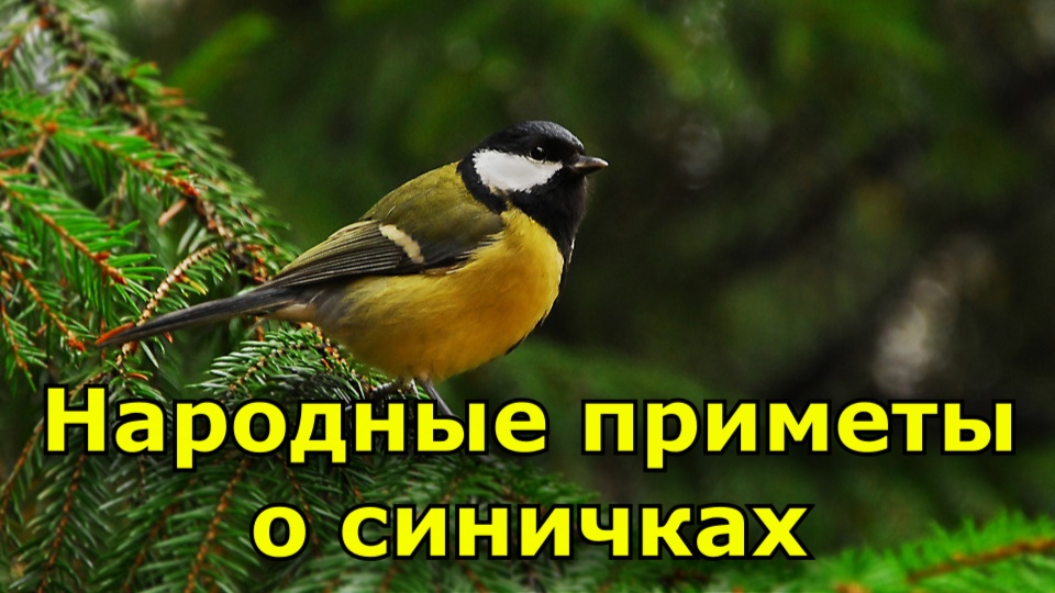 Народные приметы о синичках. К чему синичка стучит смотреть онлайн