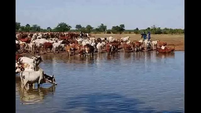 Bocari Hamadoun farana- OUMAREL SAMBA DONDE et goudio смотреть онлайн
