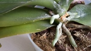 Результаты после обработки орхидей Корневином.