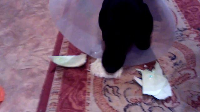 Собака ест капусту! смотреть онлайн