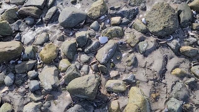 Neptune Shelling! | Hundreds of Sand Dollars! | Virtual Shelling | Unique Beach Finds | Plum Island смотреть онлайн