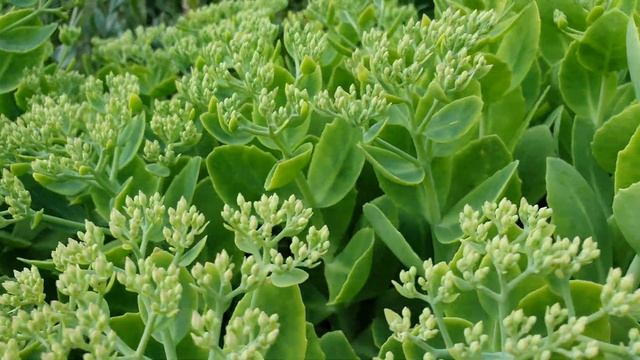 Очиток большой на дачном участке. Очиток большой. Дачный участок в Германии. 4K видео смотреть онлайн