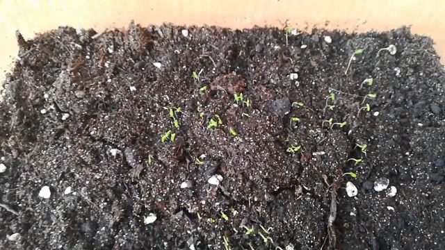 всходы зверобоя смотреть онлайн