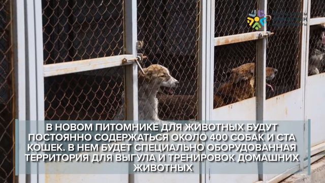 Государственный приют для бродячих животных появится в Астане смотреть онлайн