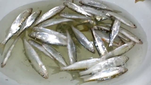 Как выглядит упитанная уклейка? Уклейку к пиву! смотреть онлайн