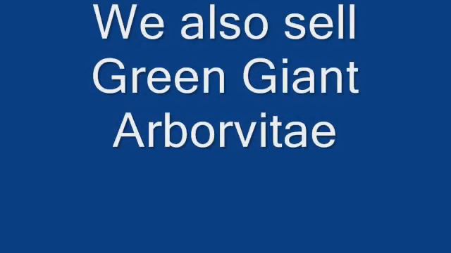 Small Globe Arborvitae We Can Dig For You смотреть онлайн