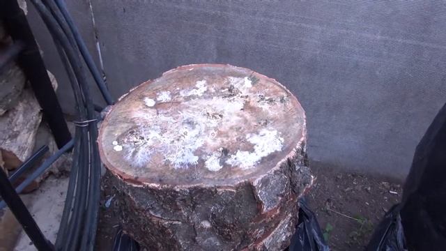 Грибы. Гриб. Вешенки/ Вешенки на пнях/ Грибная грядка. Огород.Сад. Своими руками. смотреть онлайн