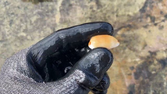 FOUND A 1/5000 RARE LIMACINA COWRY SEASHELL, BEACH COMBING AFTER HUGE STORMS! DANGEROUS SWELL смотреть онлайн
