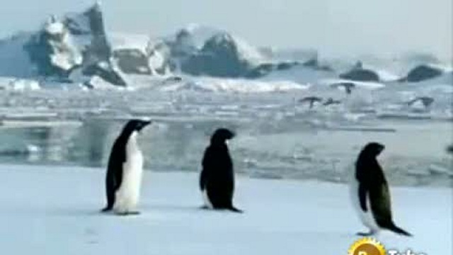 Летающие пингвины смотреть онлайн