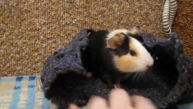 Морская свинка попкорнит. / Popcorning смотреть онлайн