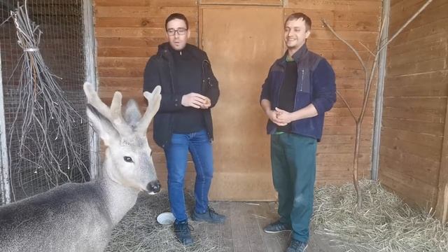 Пока все дома, расскажем вам о самом маленьком олене Самарской области - косуле. смотреть онлайн