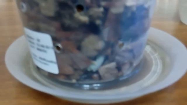 Отсадила детку орхидеи от мамки. смотреть онлайн