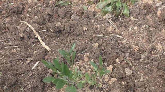 Ароматный уголок смотреть онлайн